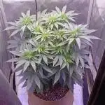 Heavy indica🍕🍔🥞🍟🍗