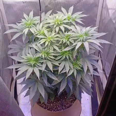 Heavy indica🍕🍔🥞🍟🍗
