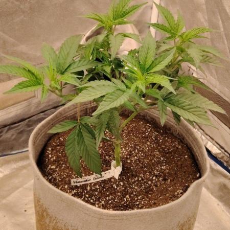 Watermelon Gelato