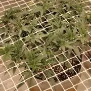 2 Strains 1 Net