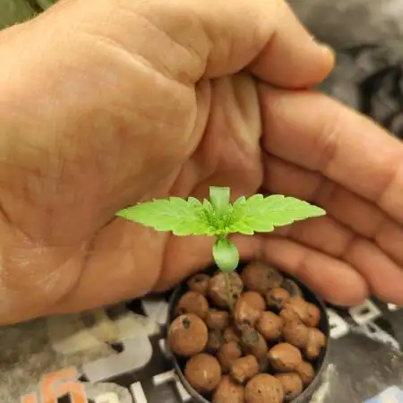 Sherbert Queen Auto
