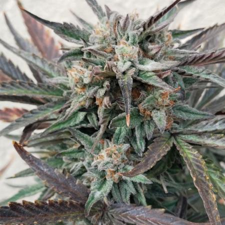 Terpgod Genetics Run