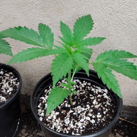 Terpgod Genetics Run Saints Cheese