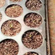 Terpgod Genetics Run