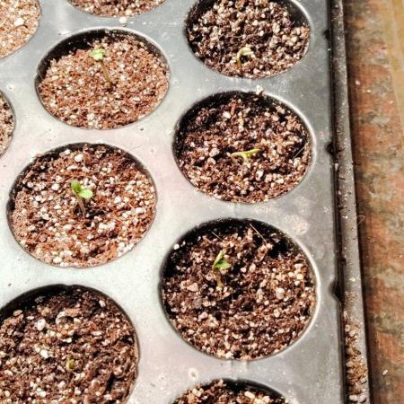 Terpgod Genetics Run