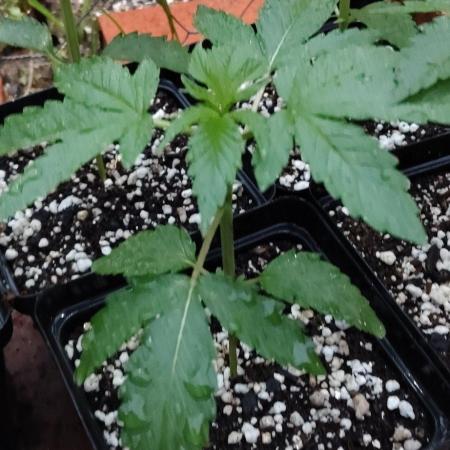Terpgod Genetics Run