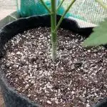 Outdoor Alien Kush Auto