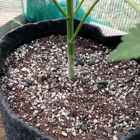 Outdoor Alien Kush Auto