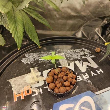 Sherbert Queen Auto