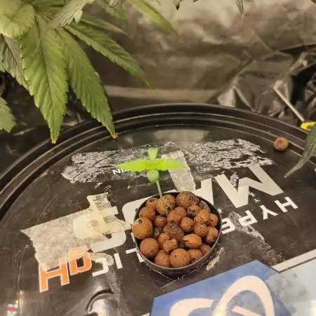 Sherbert Queen Auto