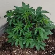 Terpgod Genetics Run