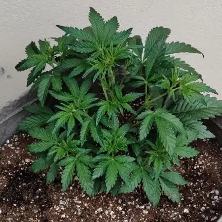 Terpgod Genetics Run