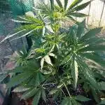 Outdoor Alien Kush Auto