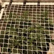 2 Strains 1 Net