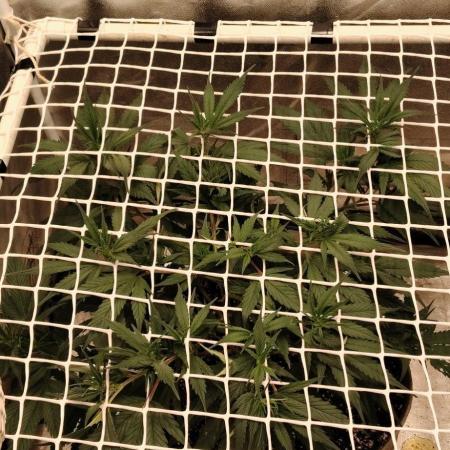 2 Strains 1 Net