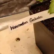 Watermelon Gelato