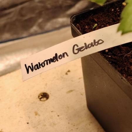 Watermelon Gelato
