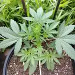 Strawberry Cheesecake Auto