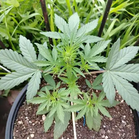 Strawberry Cheesecake Auto