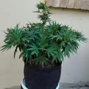 Papaya Sherbet