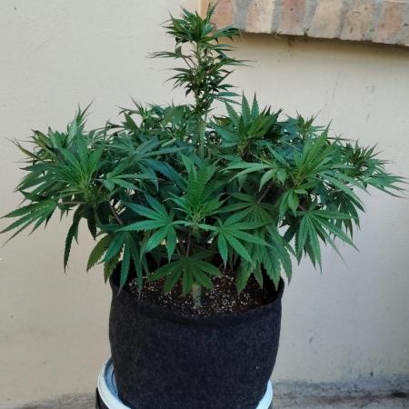 Papaya Sherbet