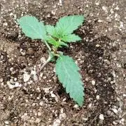 Terpgod Genetics Run