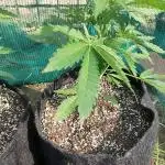 Outdoor Alien Kush Auto