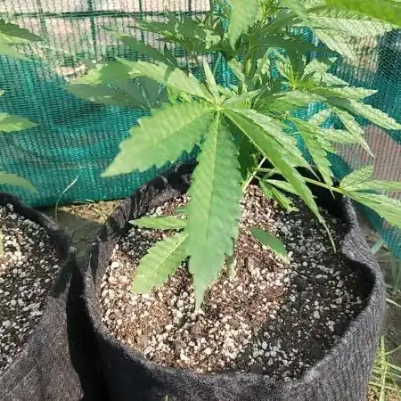 Outdoor Alien Kush Auto