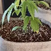 Terpgod Genetics Run Saints Cheese