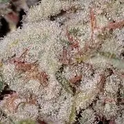 Terpgod Genetics Run