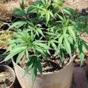 Big Buddha Cheese