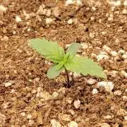 Terpgod Genetics Run