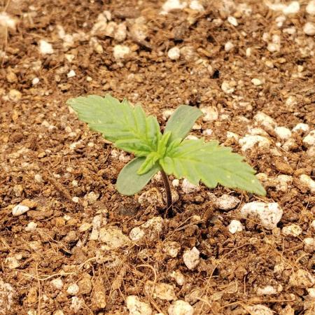 Terpgod Genetics Run