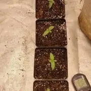Terpgod Genetics Run