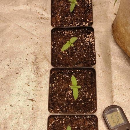 Terpgod Genetics Run