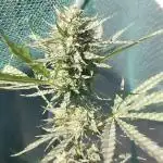 Outdoor Alien Kush Auto