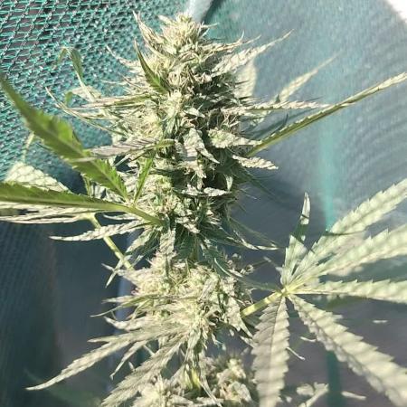 Outdoor Alien Kush Auto