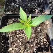 Terpgod Genetics Run