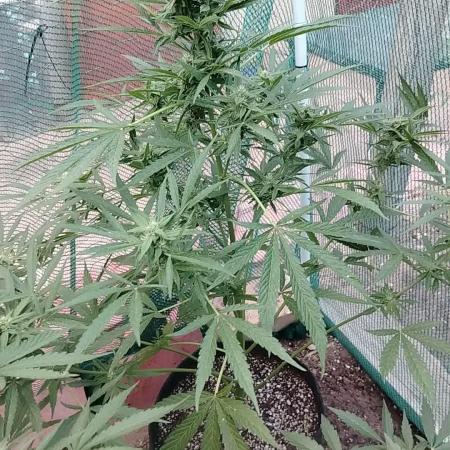 Outdoor Alien Kush Auto