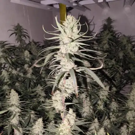 18x Amnesia haze.