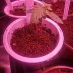 Super Sativa Seed Club Special