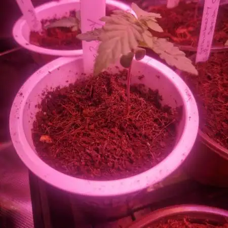 Super Sativa Seed Club Special