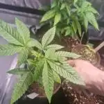 Pure instinto Sour Aloha