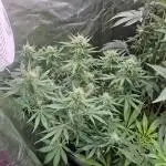 Auto northern lights