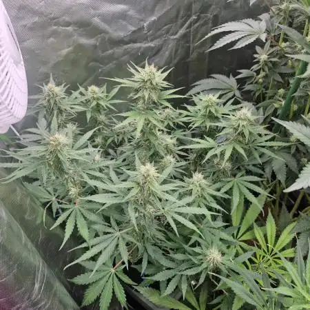 Auto northern lights