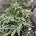 Fat pete cookies