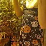 Growdiaries comeback