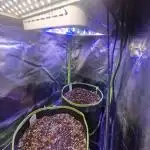Auto northern lights