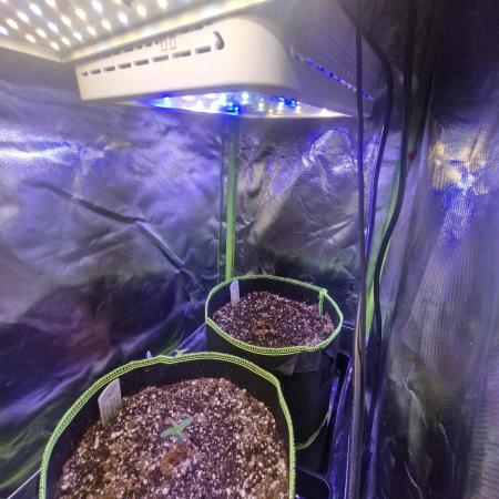 Auto northern lights