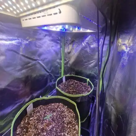 Auto northern lights
